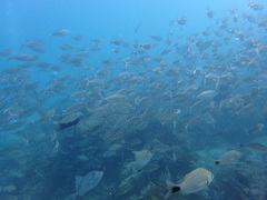 Selar crumenophthalmus