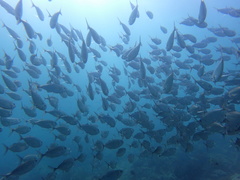 Selar crumenophthalmus