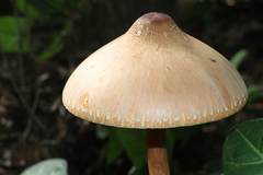 Macrolepiota capelariae
