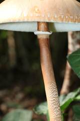 Macrolepiota capelariae