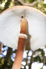 Macrolepiota capelariae