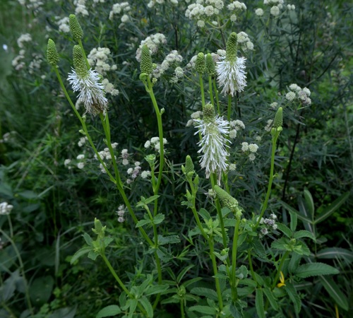 Sanguisorba canadensis