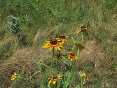 Rudbeckia hirta pulcherrima