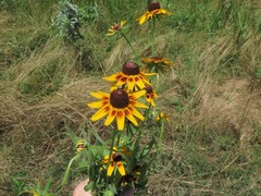 Rudbeckia hirta pulcherrima