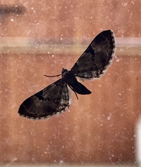 Eupithecia stellata