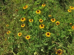 Rudbeckia hirta pulcherrima