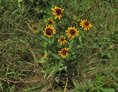 Rudbeckia hirta pulcherrima