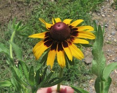 Rudbeckia hirta pulcherrima