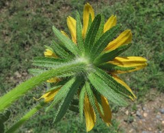 Rudbeckia hirta pulcherrima