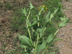 Rudbeckia hirta pulcherrima