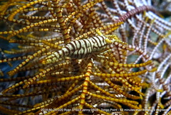 Laomenes amboinensis