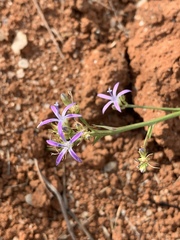 Wahlenbergia huttonii