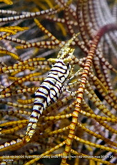 Laomenes amboinensis