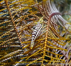 Laomenes amboinensis