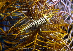 Laomenes amboinensis