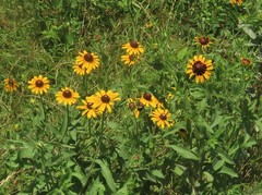 Rudbeckia hirta pulcherrima