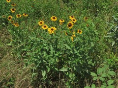 Rudbeckia hirta pulcherrima