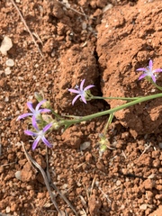 Wahlenbergia huttonii