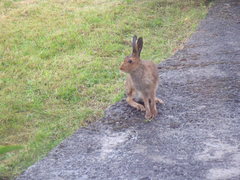 Lepus timidus hibernicus