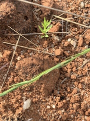 Wahlenbergia huttonii