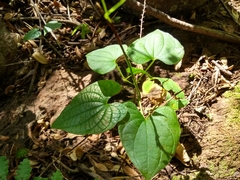 Dioscorea galeottiana