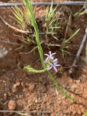 Wahlenbergia huttonii