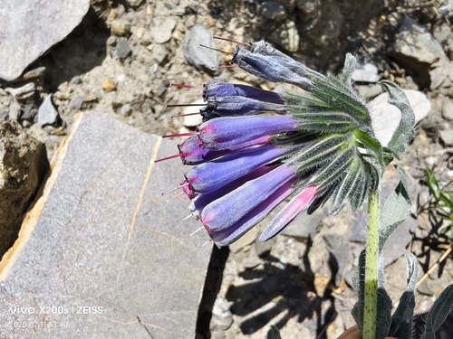 Onosma hookeri longiflora