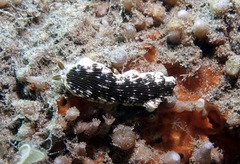 Dermatobranchus striatus