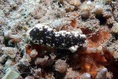 Dermatobranchus striatus