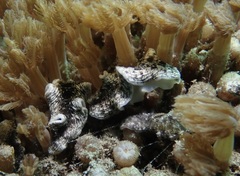 Dermatobranchus striatus