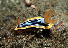 Chromodoris strigata