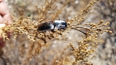Chalcolepidius webbi
