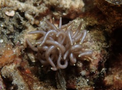 Phyllodesmium briareum