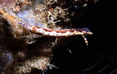 Hypselodoris decorata