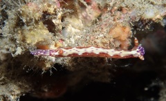 Hypselodoris decorata