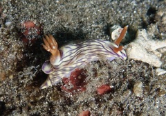 Hypselodoris zephyra