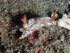 Hypselodoris zephyra