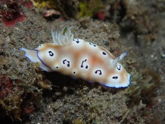 Goniobranchus leopardus