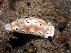 Goniobranchus leopardus