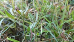Tridax trilobata