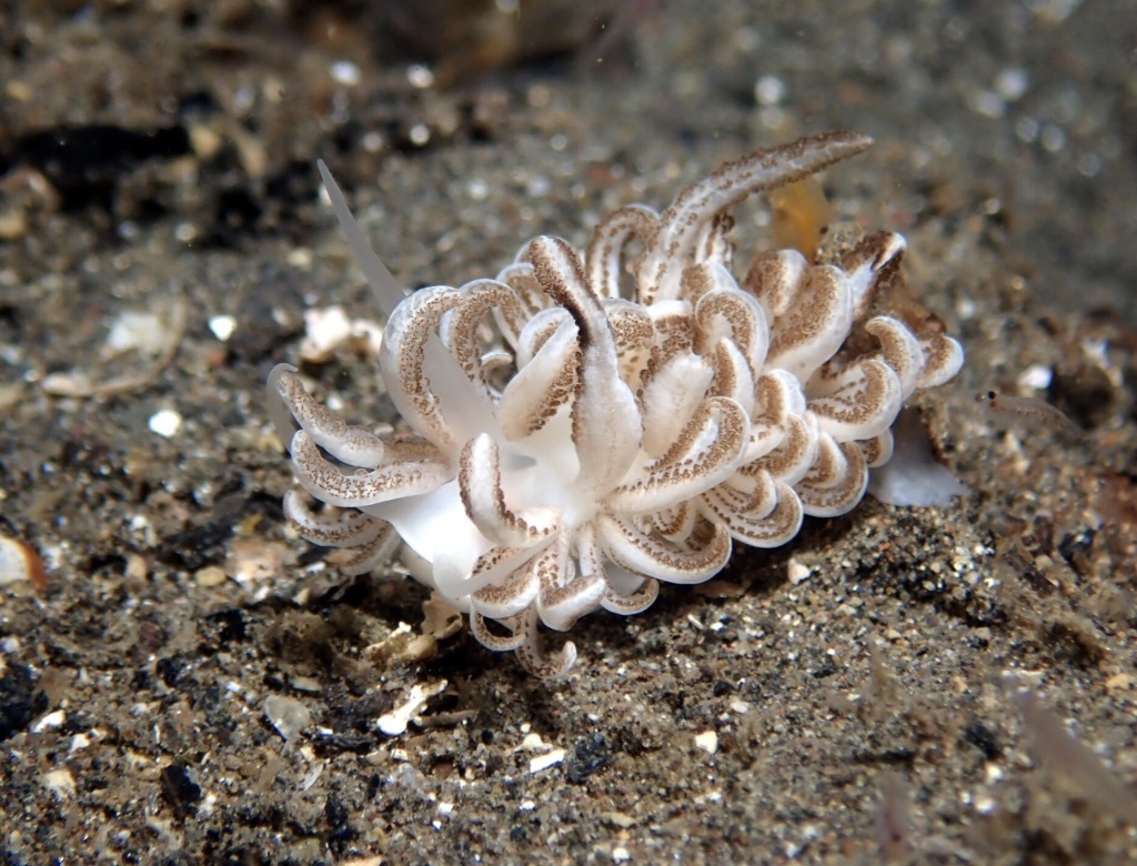 Phyllodesmium jakobsenae