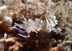Phyllodesmium opalescens