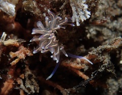 Phyllodesmium opalescens