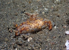 Plocamopherus tilesii
