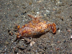 Plocamopherus tilesii
