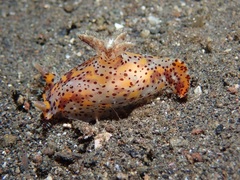 Plocamopherus tilesii