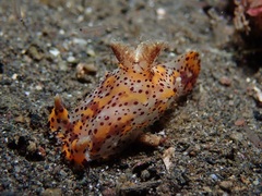 Plocamopherus tilesii