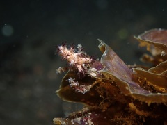 Dendronotidae
