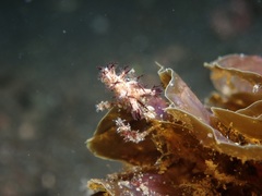 Dendronotidae