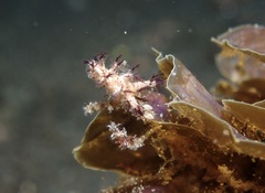 Dendronotidae